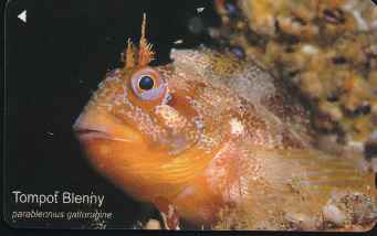 vergrern mit Mausklick