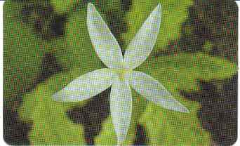 vergr��ern mit Mausklick